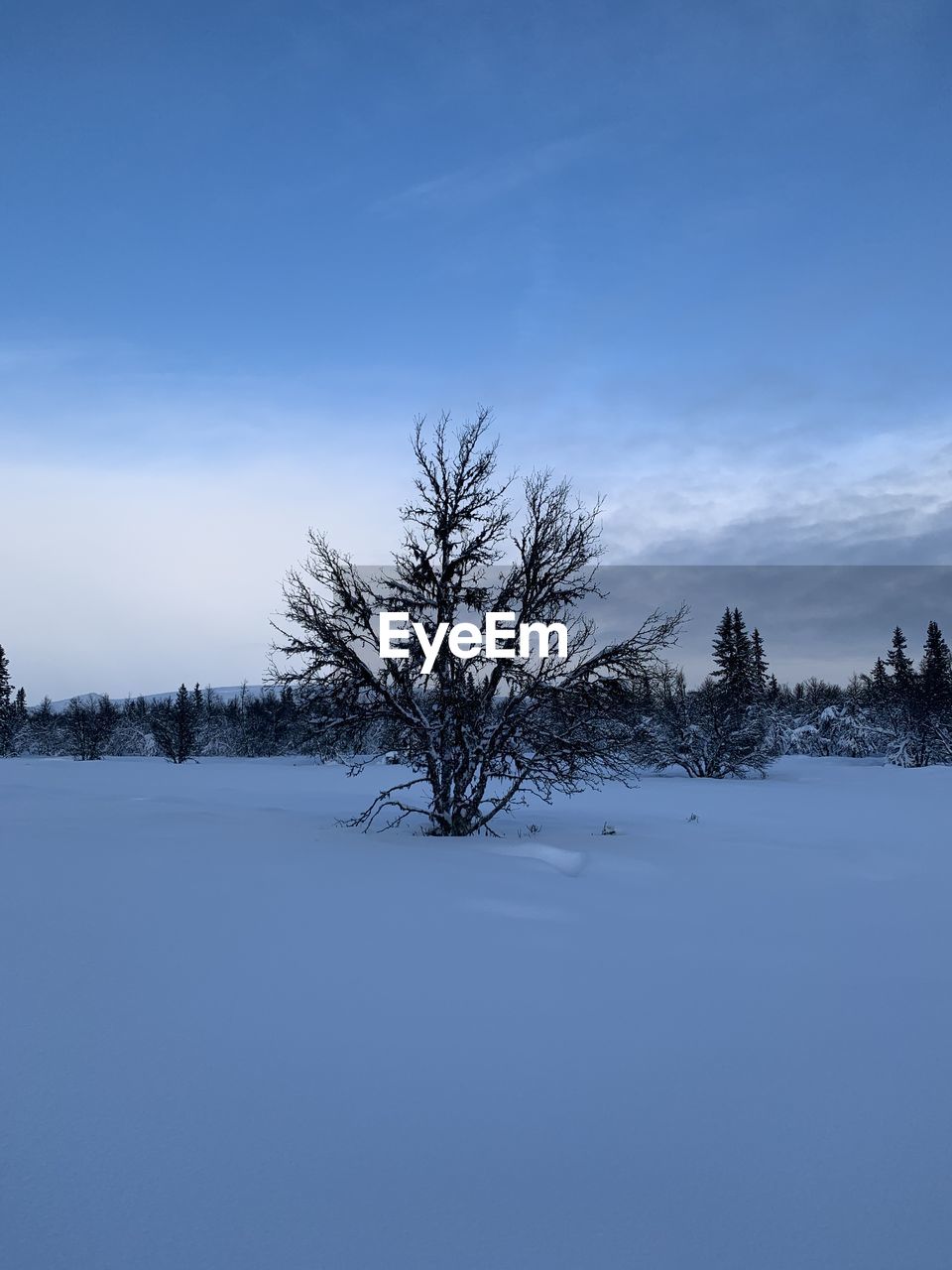 BARE TREE ON SNOW COVERED LAND AGAINST SKY