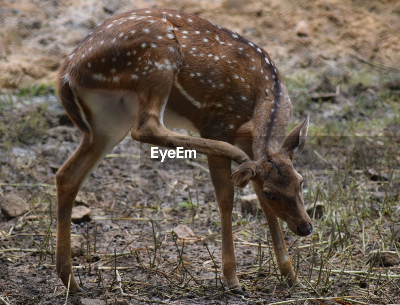 View of axis deer