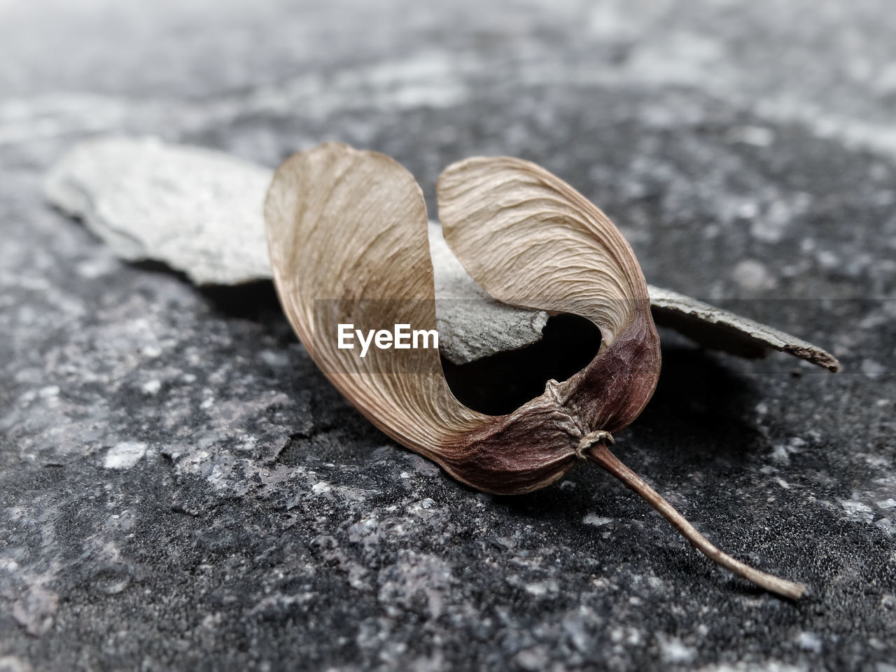 HIGH ANGLE VIEW OF DRIED SHELL ON LEAF