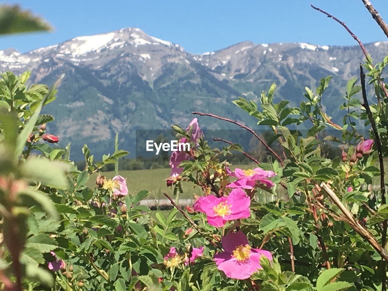 CLOSE-UP OF FLOWERS BLOOMING OUTDOORS