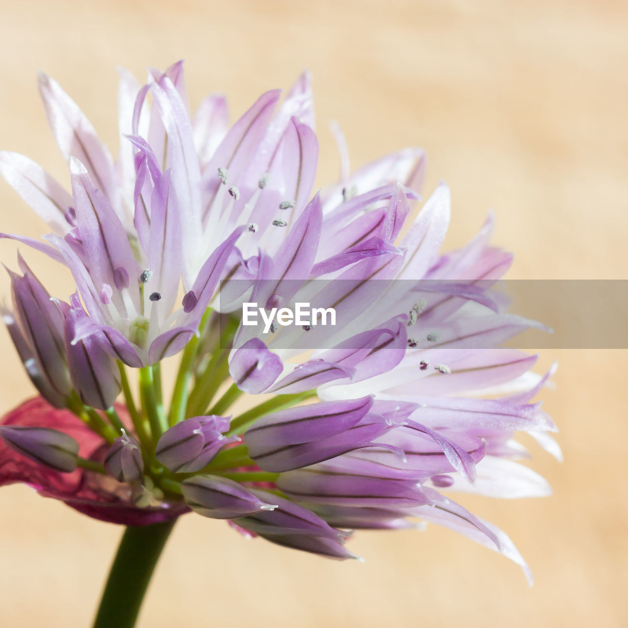 Close-up of purple flower blooming outdoors