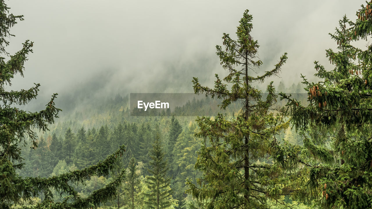 Pine trees in forest against sky