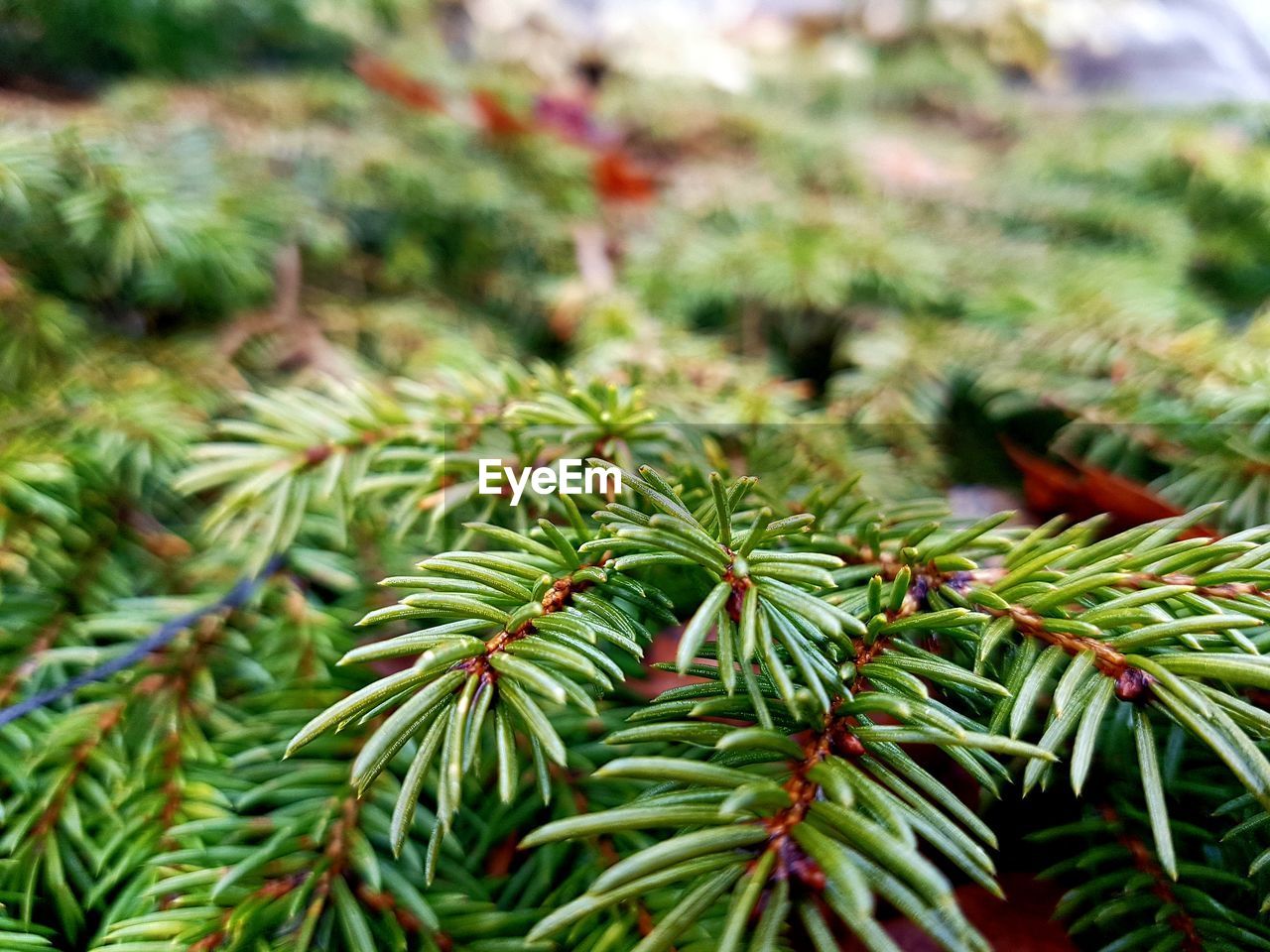 CLOSE-UP OF PINE TREE WITH PLANT