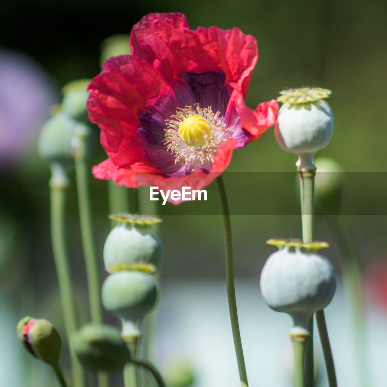 CLOSE-UP OF POPPY FLOWERS