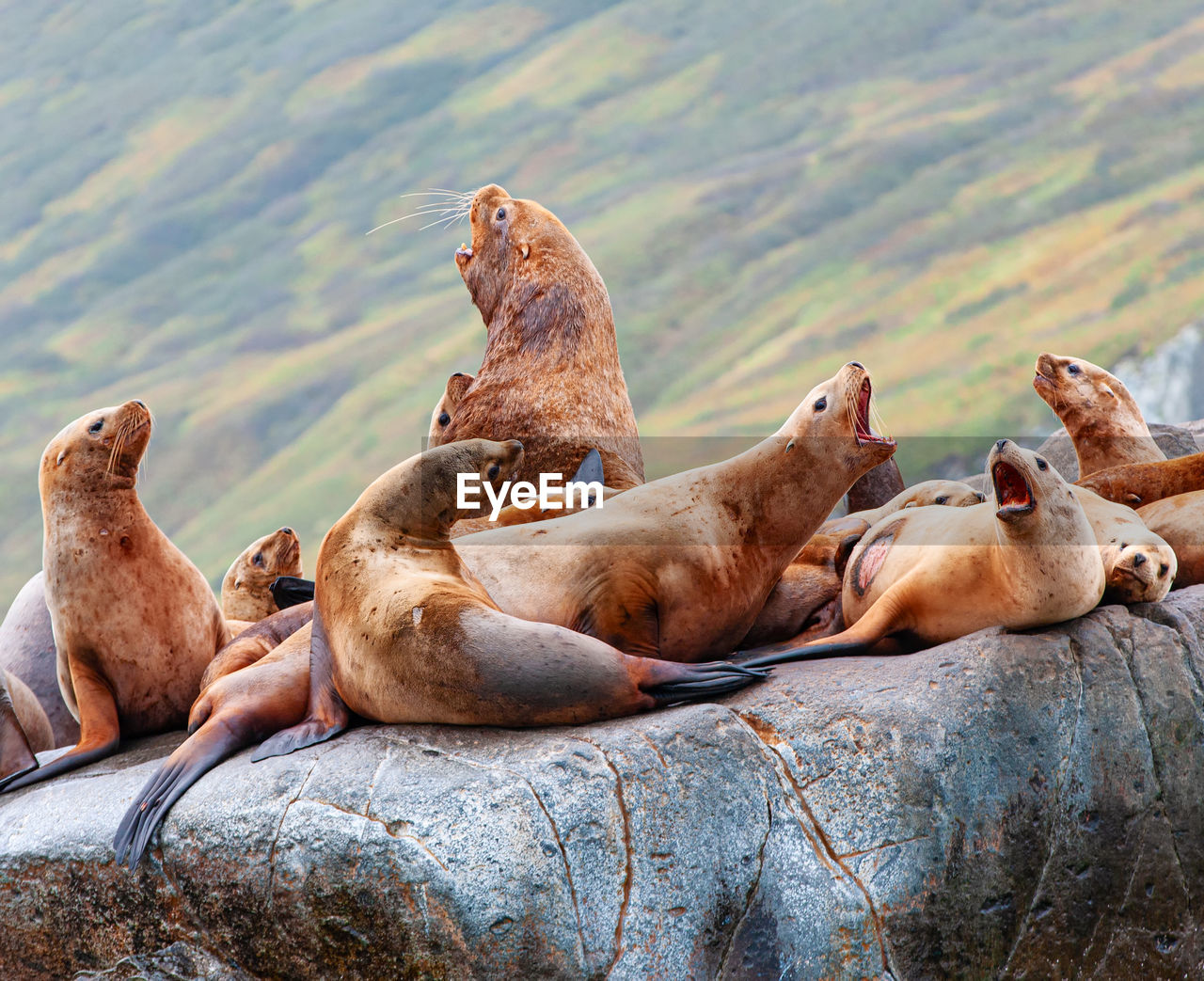 The steller sea lion eumetopias jubatus on rock in kamchatka peninsula