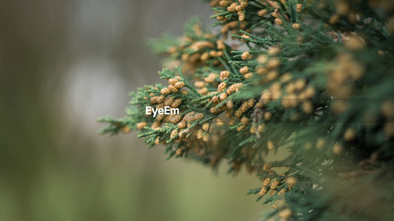 Close-up of flowering plant on tree