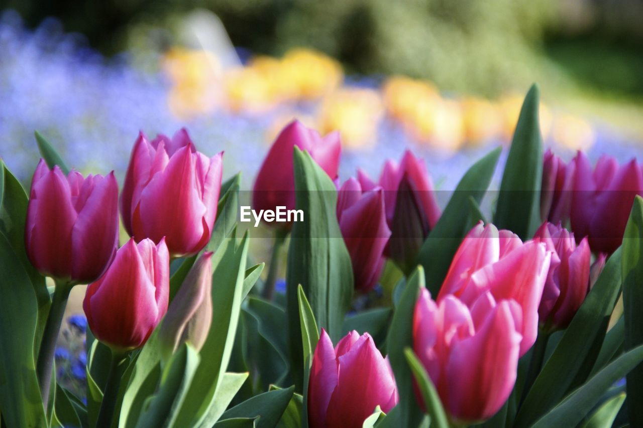 Close-up of pink tulips blooming outdoors