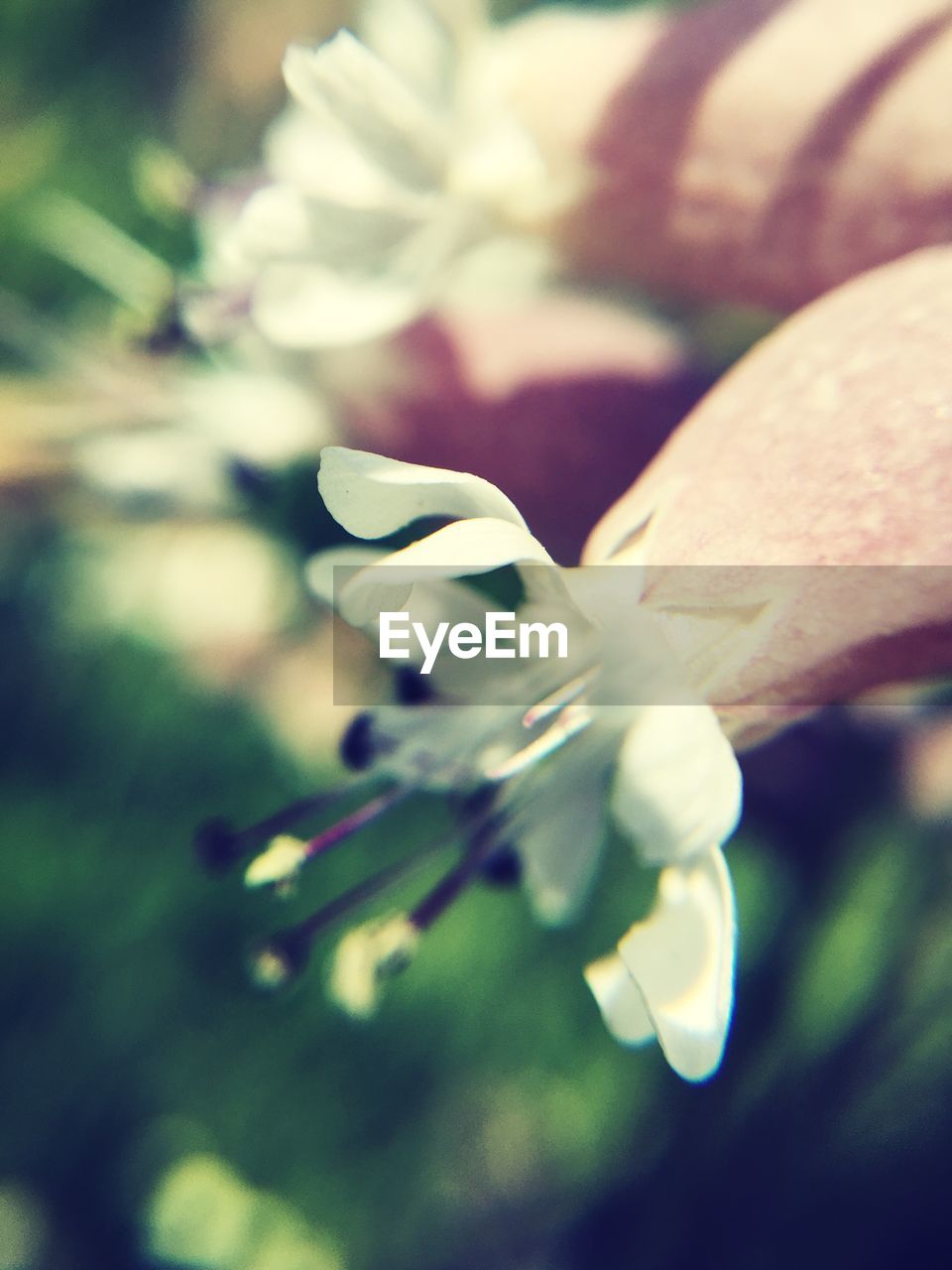 Close-up of white flowers blooming outdoors
