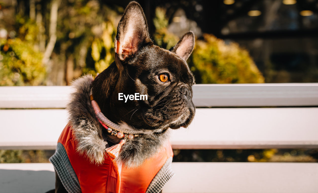 Close-up of a french bulldog dog looking away on bench