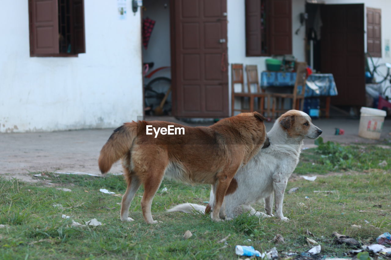 VIEW OF A DOG STANDING IN FRONT OF HOUSE