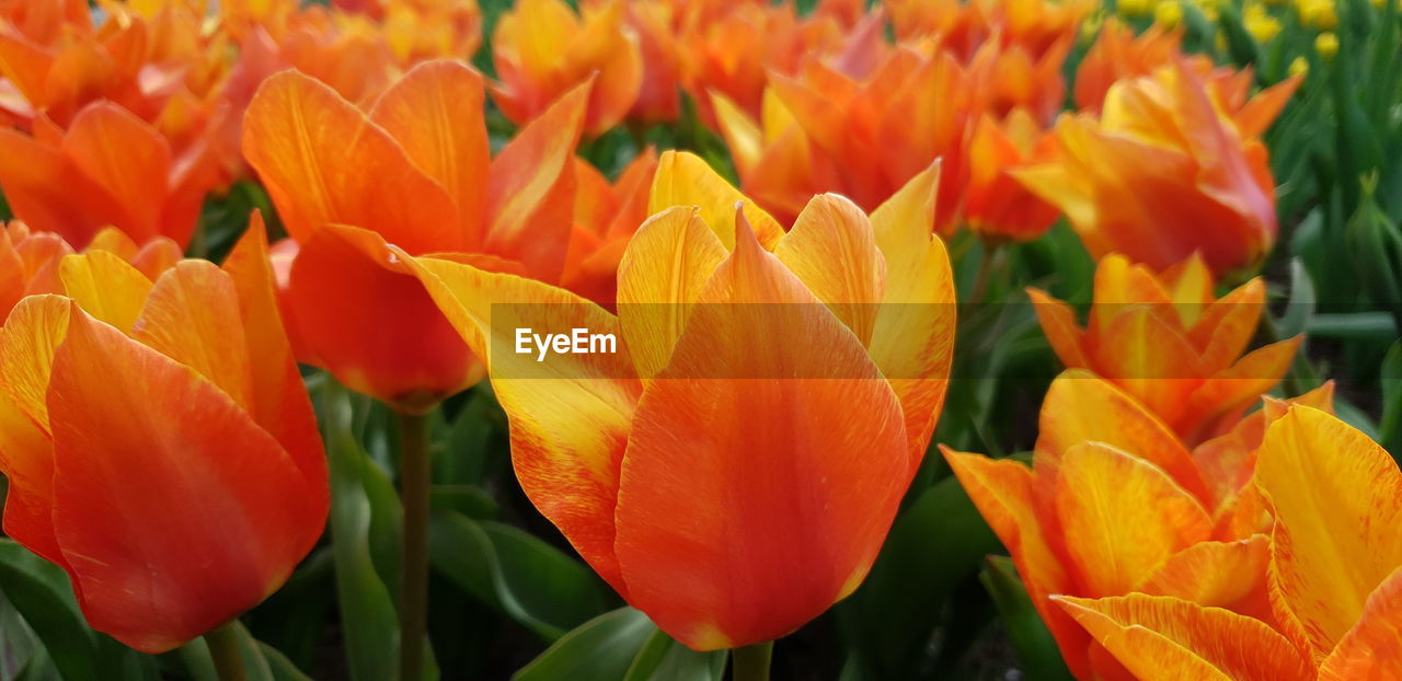 CLOSE-UP OF ORANGE TULIP FLOWERS