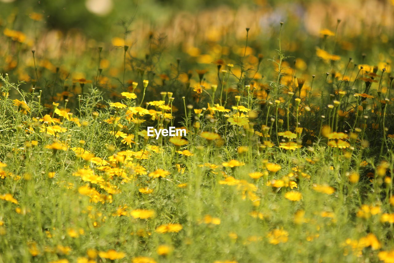 plant, yellow, flower, flowering plant, beauty in nature, field, freshness, land, nature, sunlight, growth, meadow, selective focus, grassland, prairie, grass, landscape, fragility, no people, natural environment, environment, rural scene, springtime, outdoors, tranquility, day, agriculture, close-up, wildflower, macro photography, backgrounds, summer, plain, green, scenics - nature, leaf, autumn, abundance
