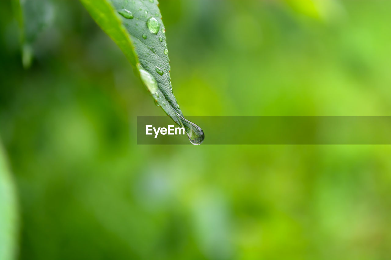 Green leaf of a tree with a hanging drop from the rain. spring summer bright green background.