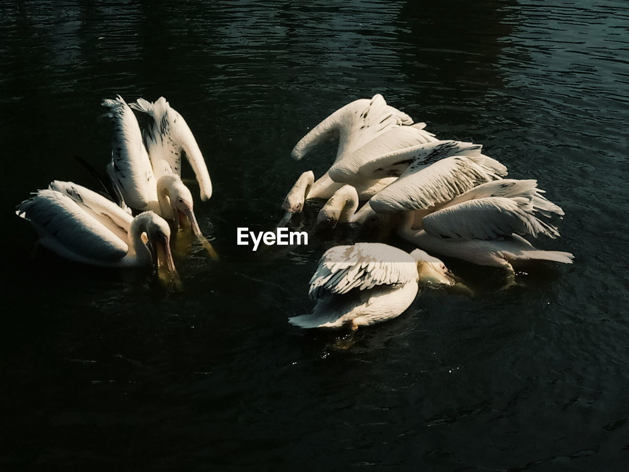 HIGH ANGLE VIEW OF SWANS IN LAKE