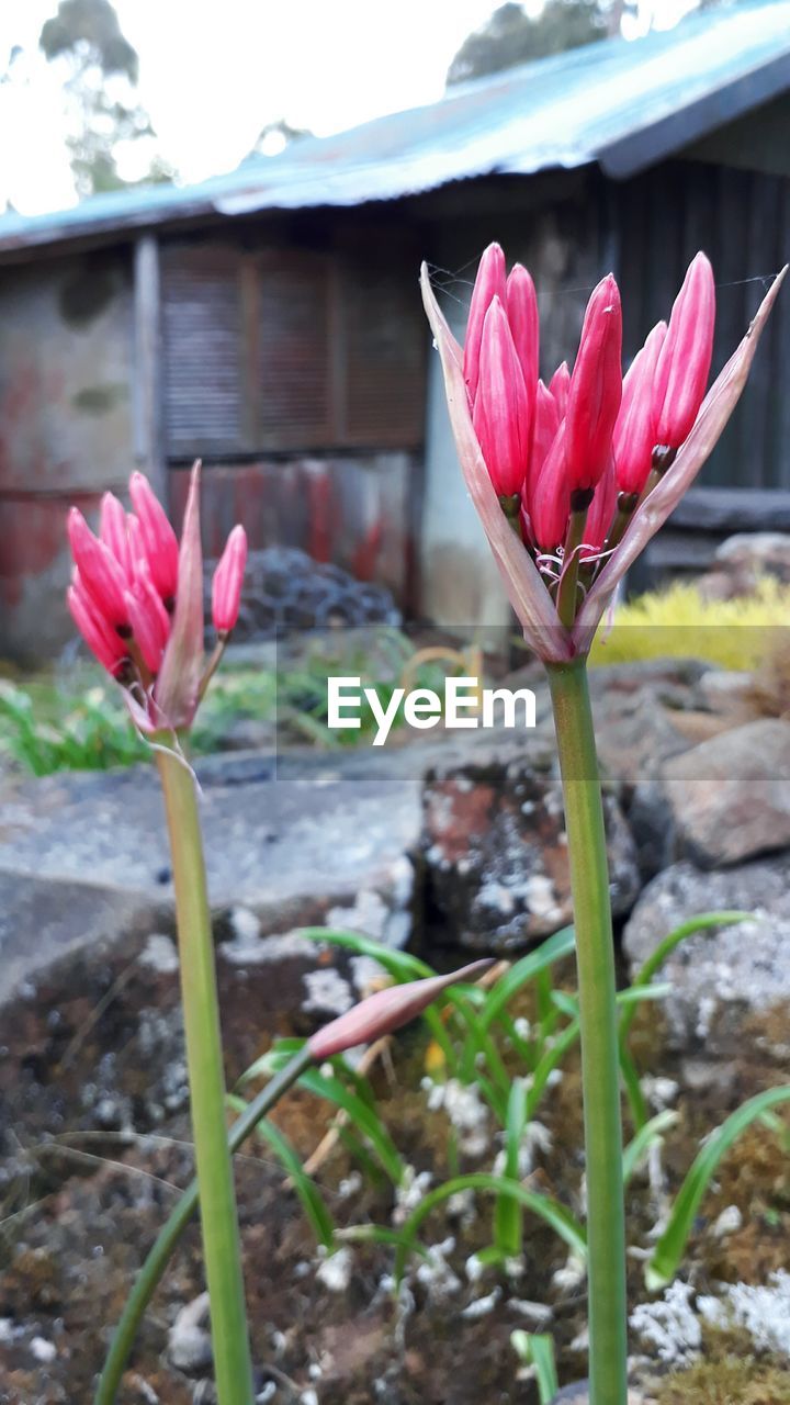 CLOSE-UP OF PINK CROCUS