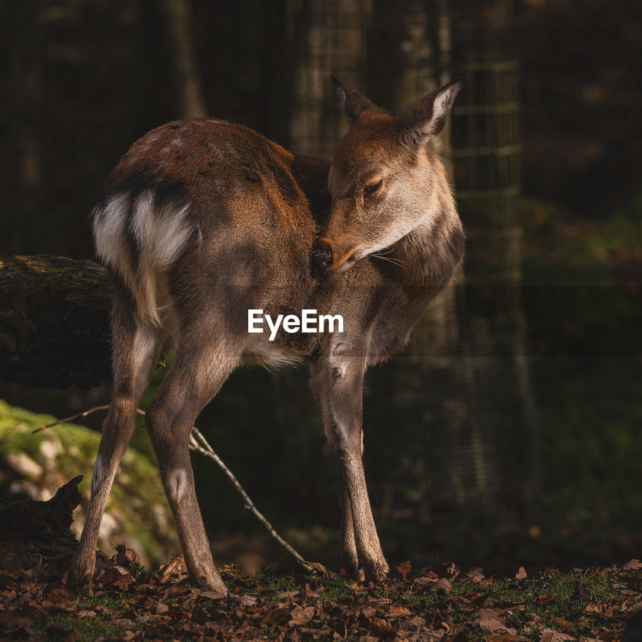 animal, animal themes, mammal, animal wildlife, wildlife, deer, nature, no people, one animal, land, outdoors, standing, forest, tree, domestic animals, plant, full length, young animal, day