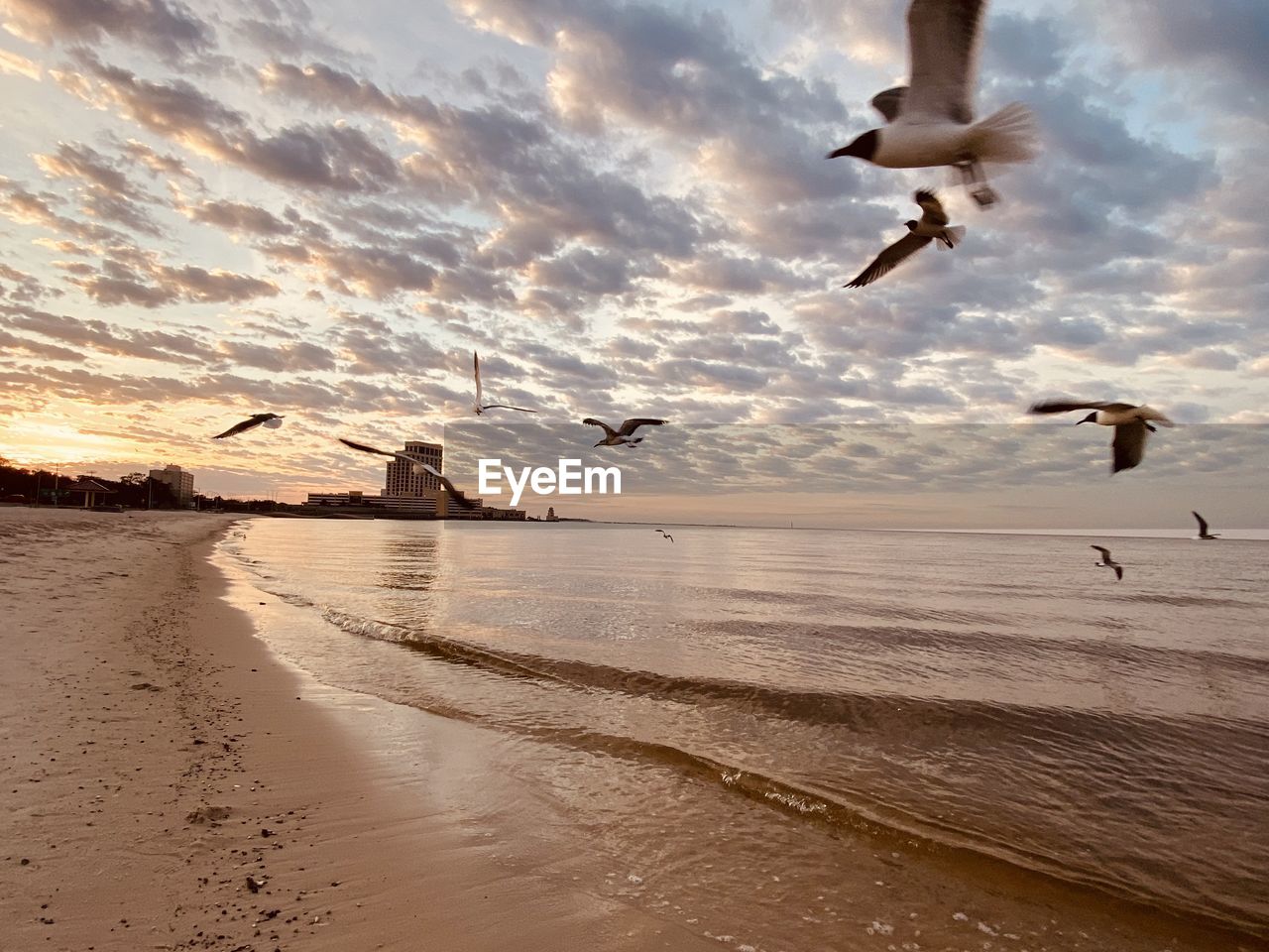 BIRDS FLYING OVER BEACH