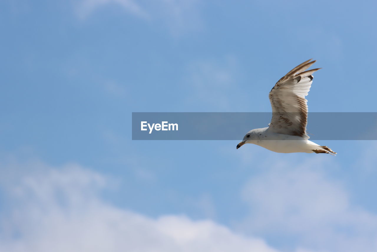 LOW ANGLE VIEW OF SEAGULL