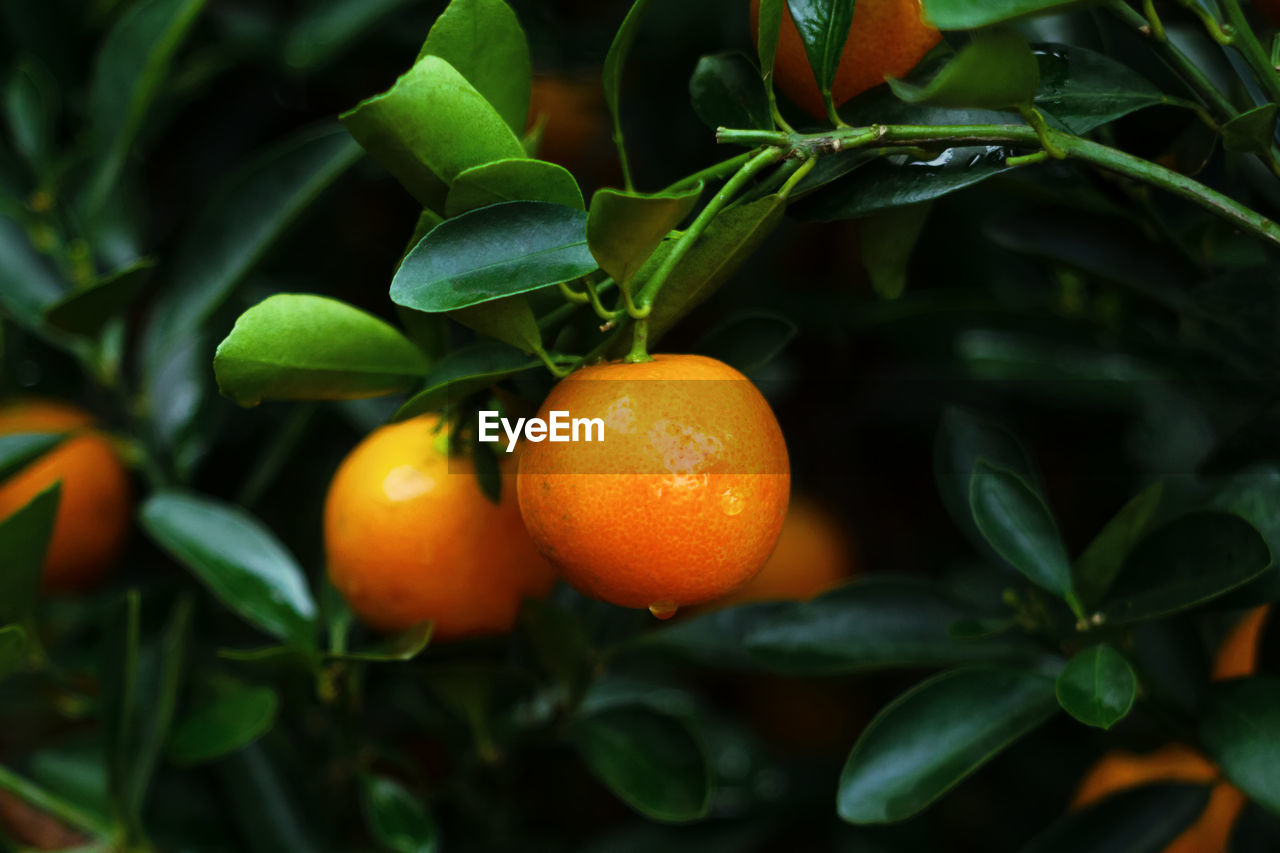 Close-up of orange fruits hanging on tree