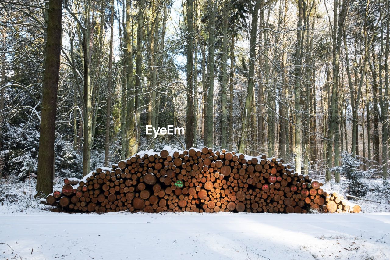 STACK OF LOGS IN SNOW