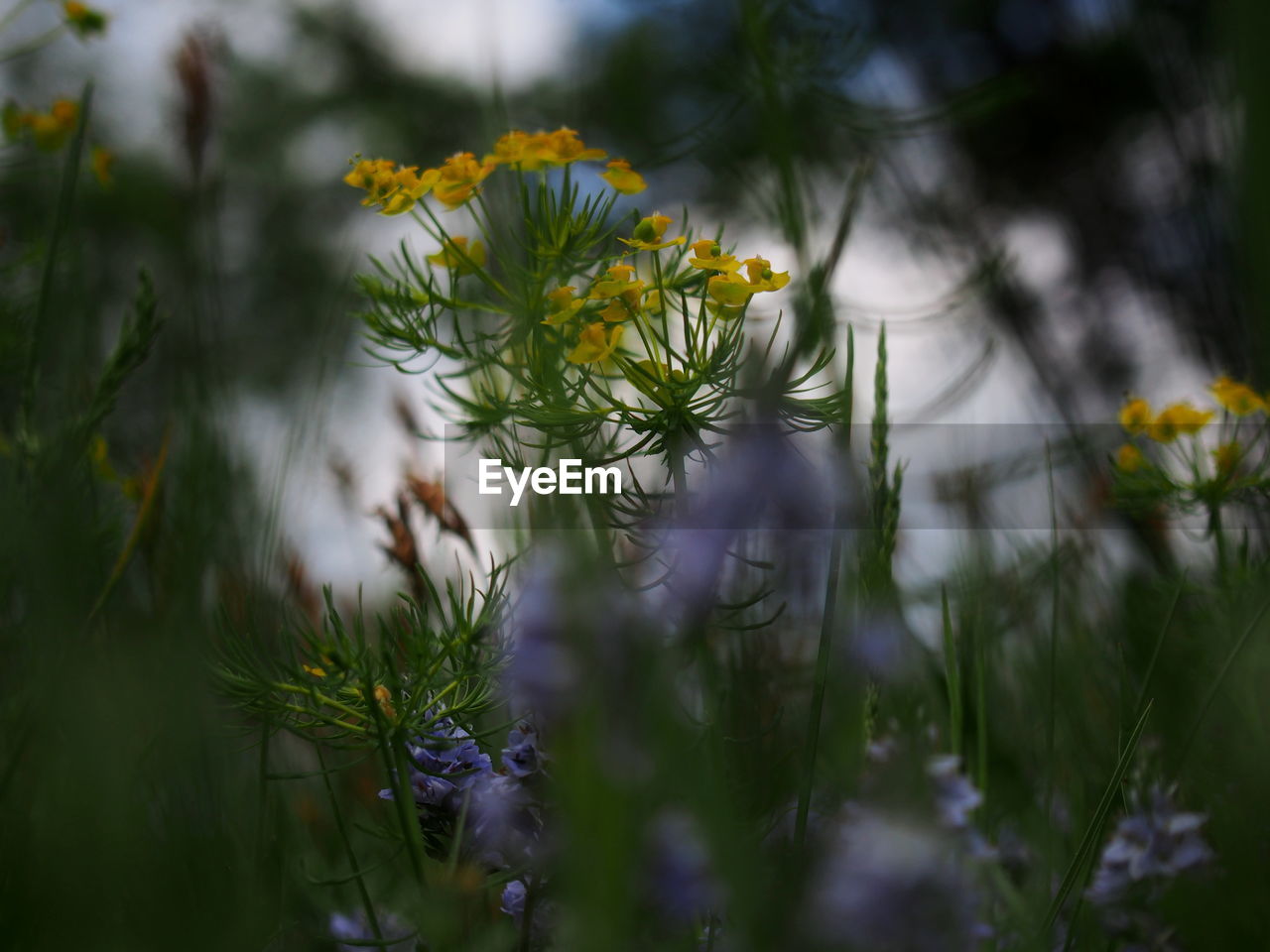 Close-up of flowering plant on field