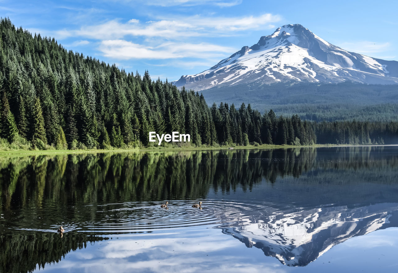 Scenic view of ducks swimming in lake against cloudy sky