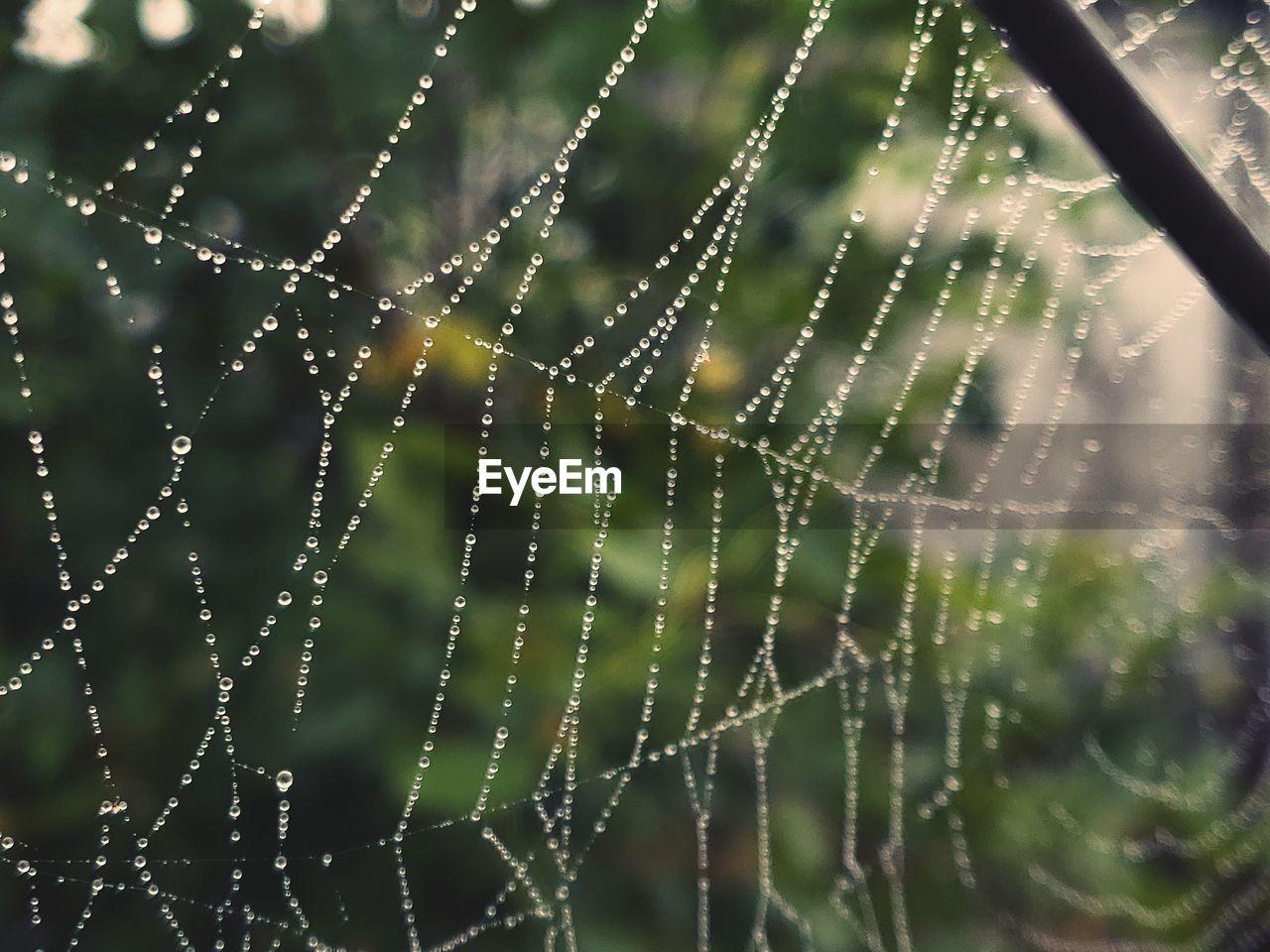 CLOSE-UP OF WET SPIDER WEB