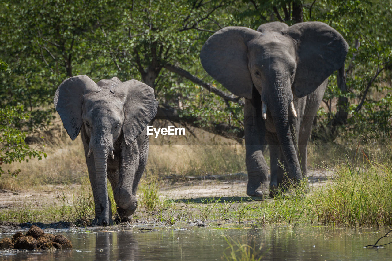 Elephants walking on field