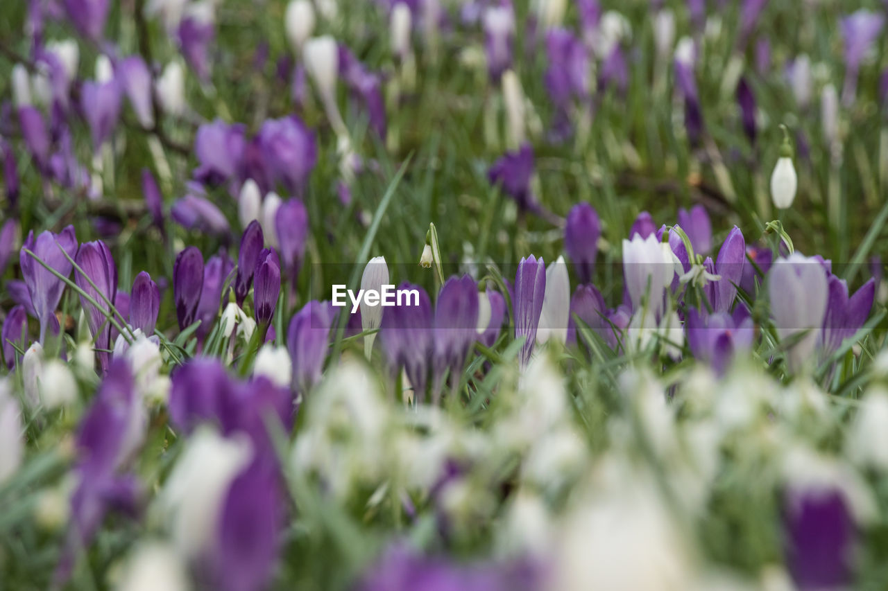 flower, plant, flowering plant, purple, freshness, beauty in nature, selective focus, growth, crocus, fragility, nature, close-up, field, lavender, no people, springtime, petal, land, flowerbed, flower head, inflorescence, iris, outdoors, day, backgrounds, blossom, botany, green