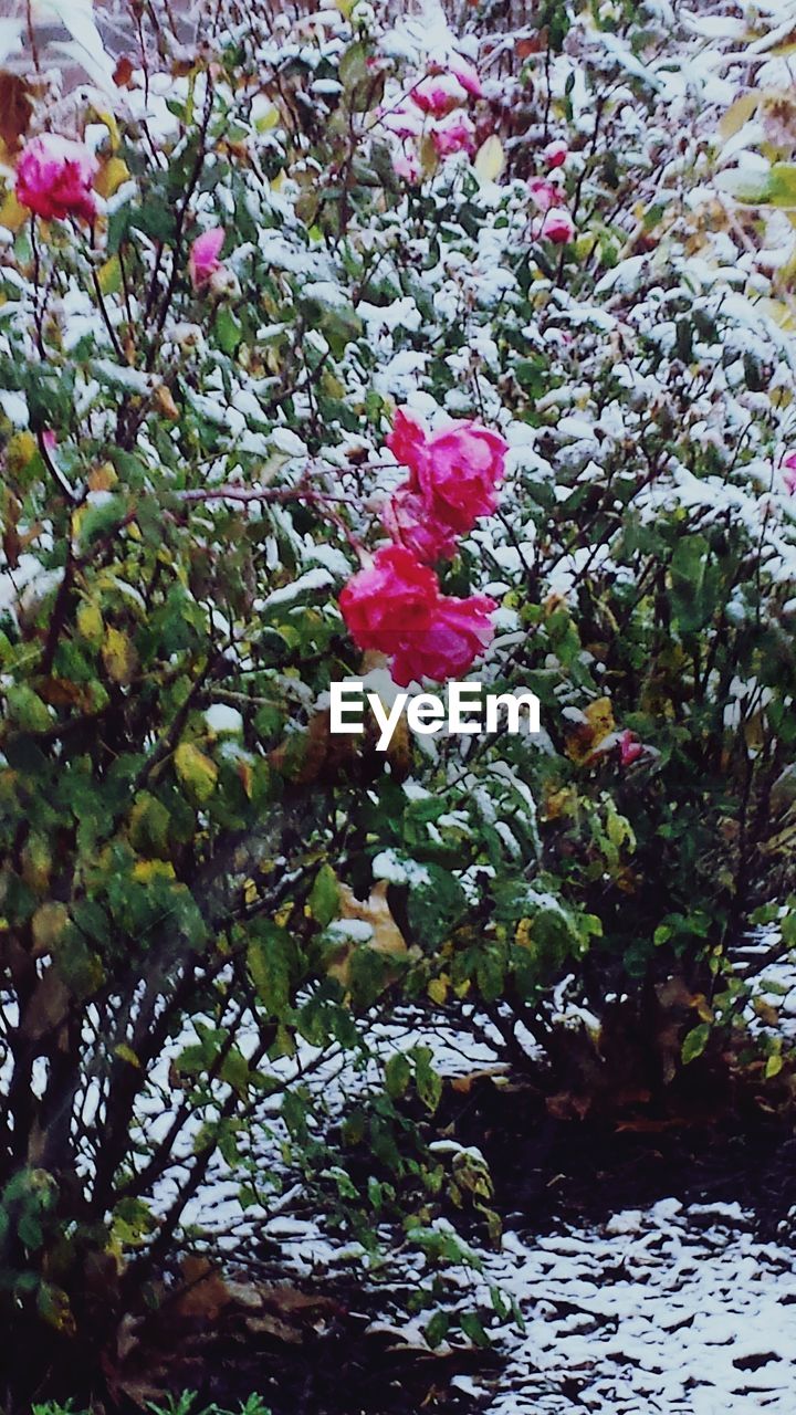 CLOSE-UP OF PINK BOUGAINVILLEA FLOWERS