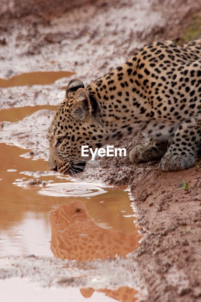 Leopard drinking water