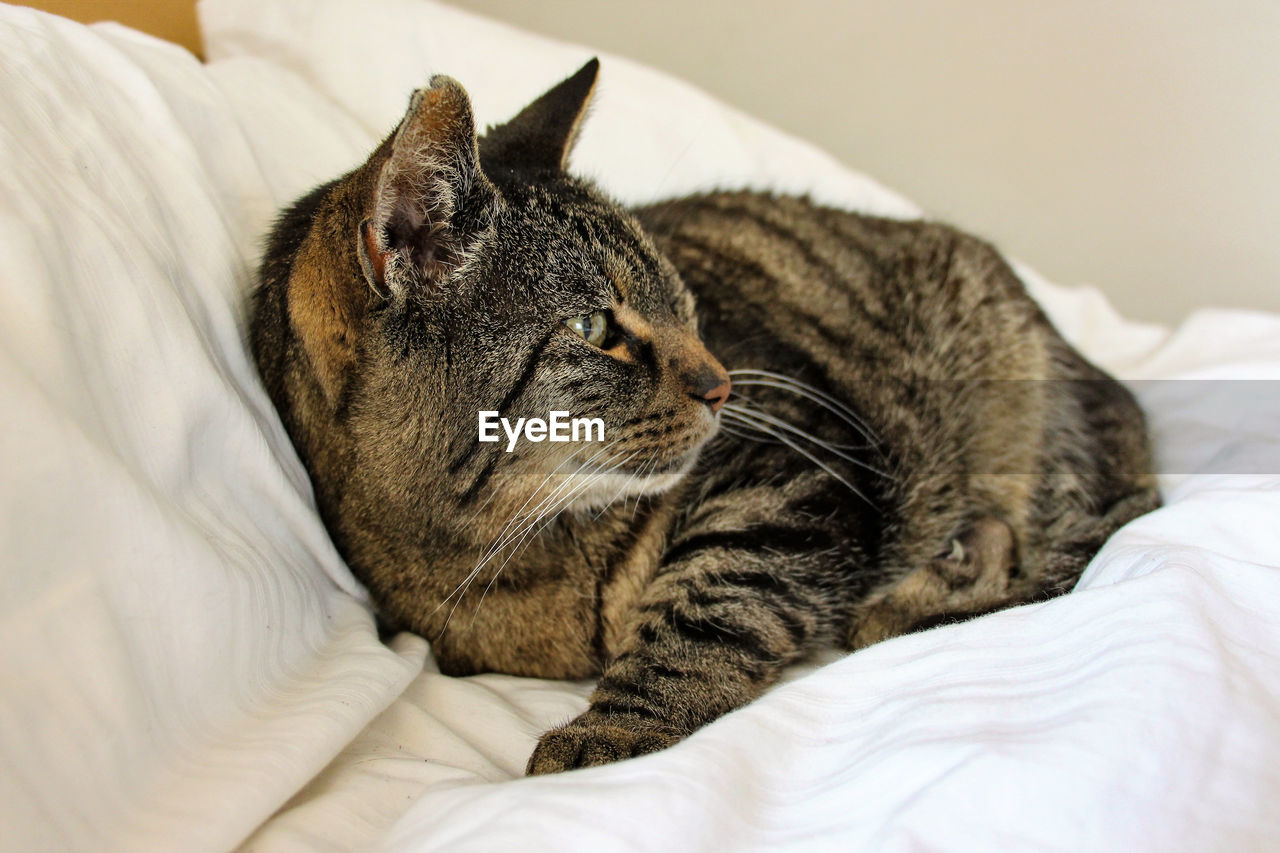 CLOSE-UP OF CAT RESTING ON BED