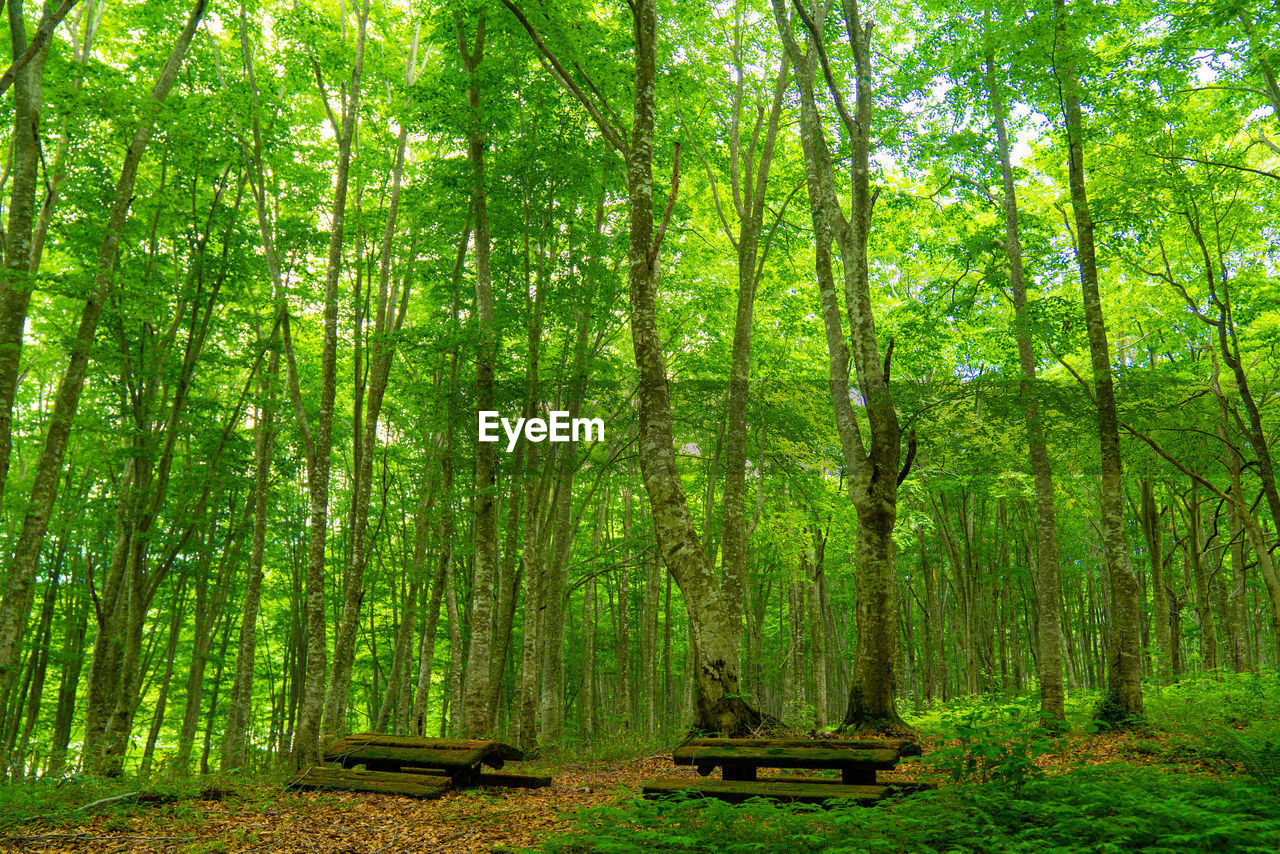 View of trees in forest