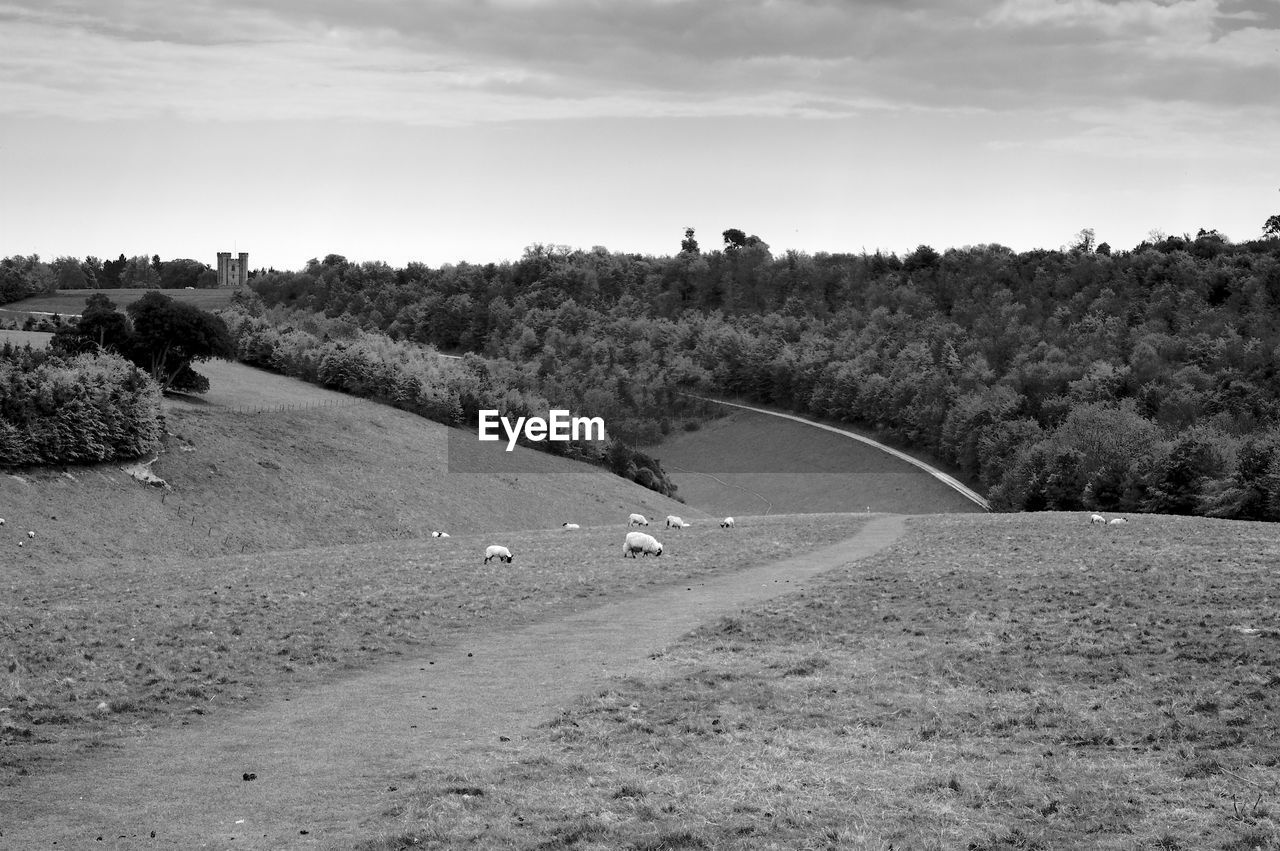 Scenic view of landscape against sky