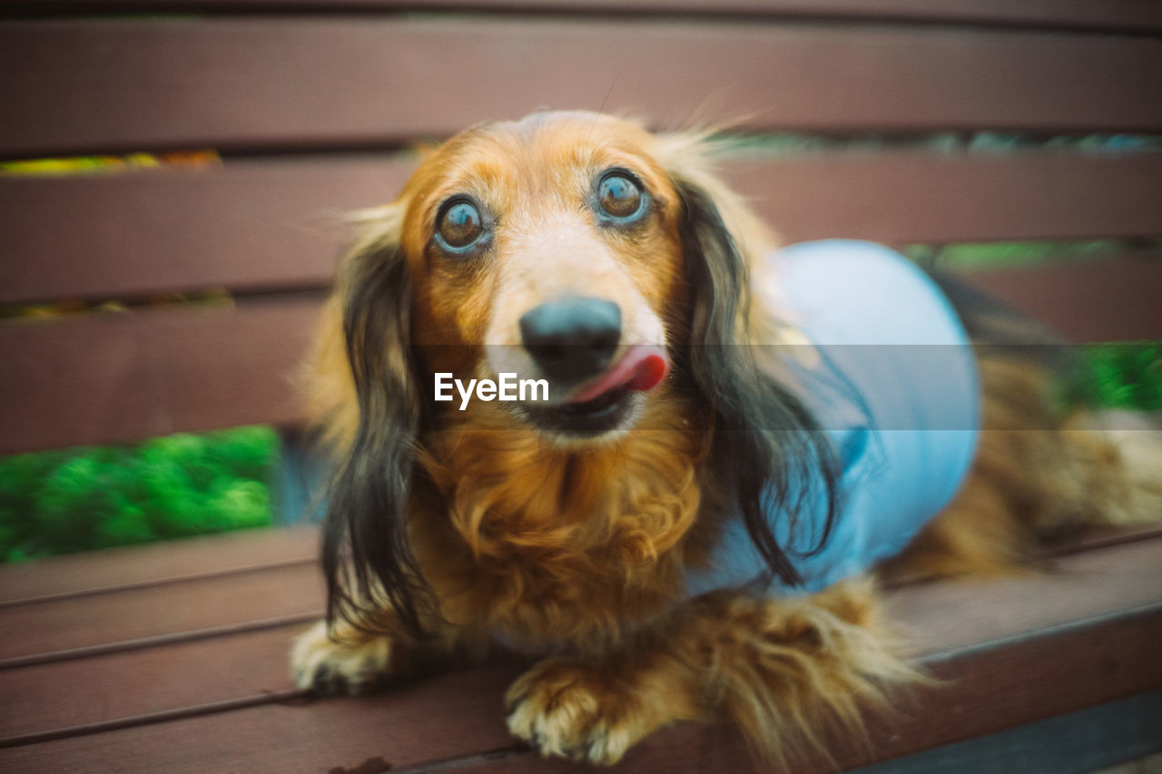 Close-up portrait of dog sticking out tongue sitting on bench