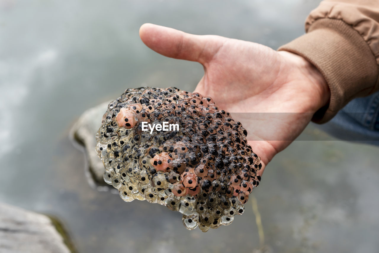 Frog or toad eggs laying in human hand all against water of pond in mating season of amphibians