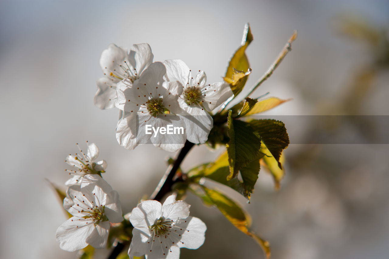 plant, flower, flowering plant, close-up, beauty in nature, freshness, branch, macro photography, blossom, fragility, nature, springtime, tree, growth, spring, flower head, yellow, white, produce, focus on foreground, food, inflorescence, petal, no people, outdoors, fruit tree, twig, food and drink, botany, fruit, selective focus, day, pollen, cherry blossom, plant part