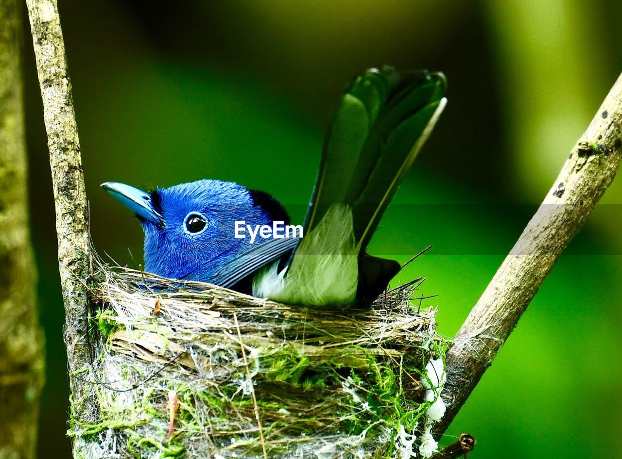 CLOSE-UP OF BLUE BIRD PERCHING ON PLANT