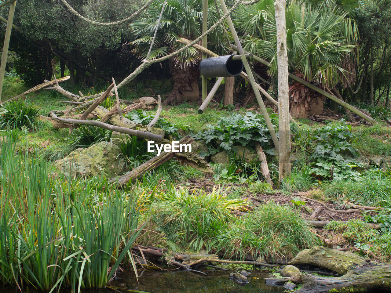 VIEW OF PLANTS IN FOREST