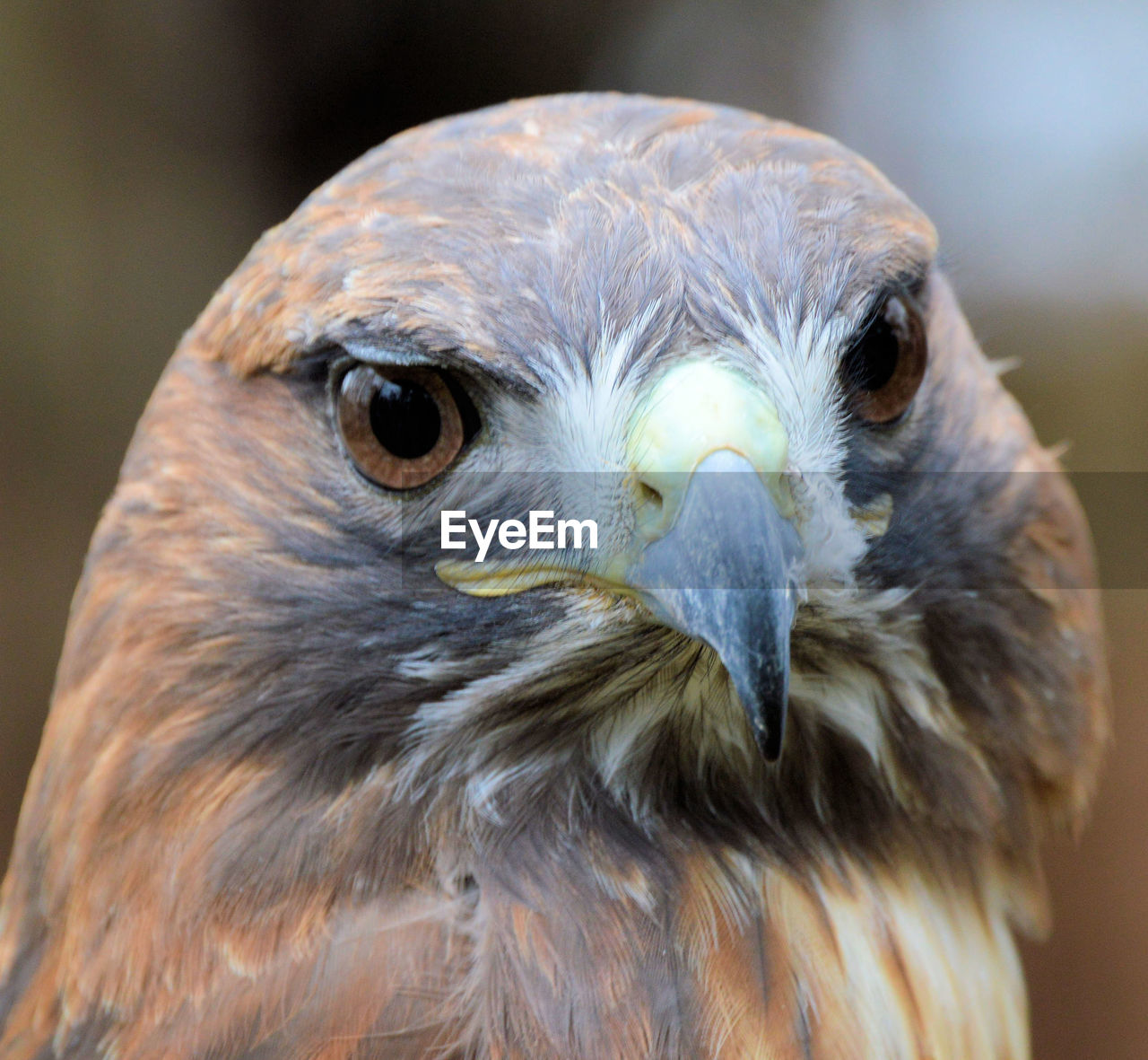 Close-up portrait of owl