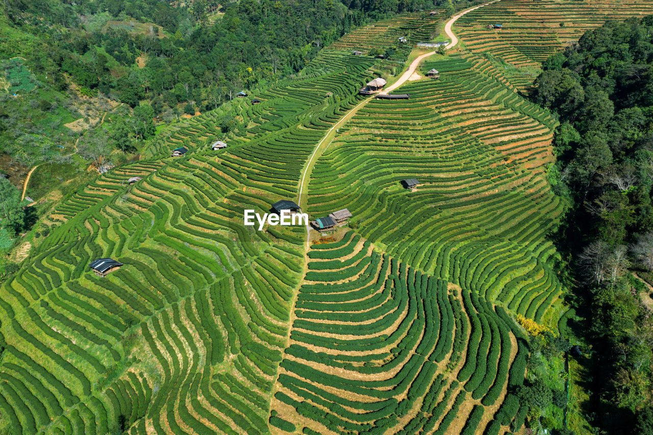 HIGH ANGLE VIEW OF RICE PADDY FIELD