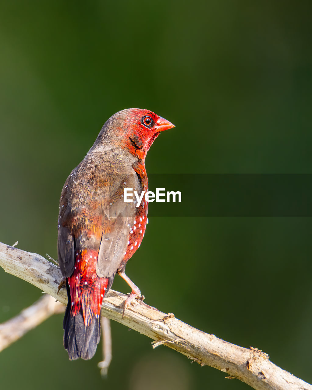 CLOSE-UP OF A BIRD PERCHING ON A BRANCH