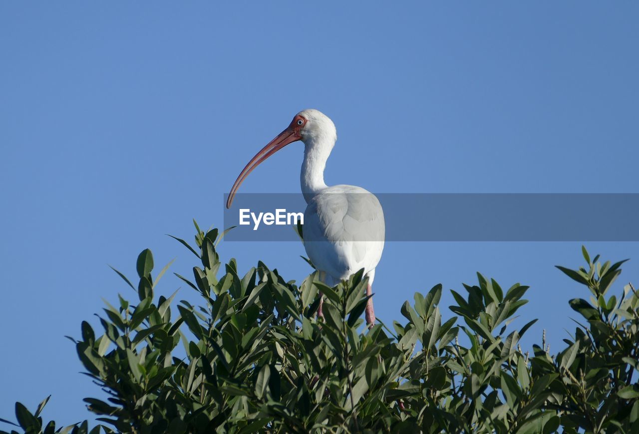 Low angle view of bird perching on tree against sky