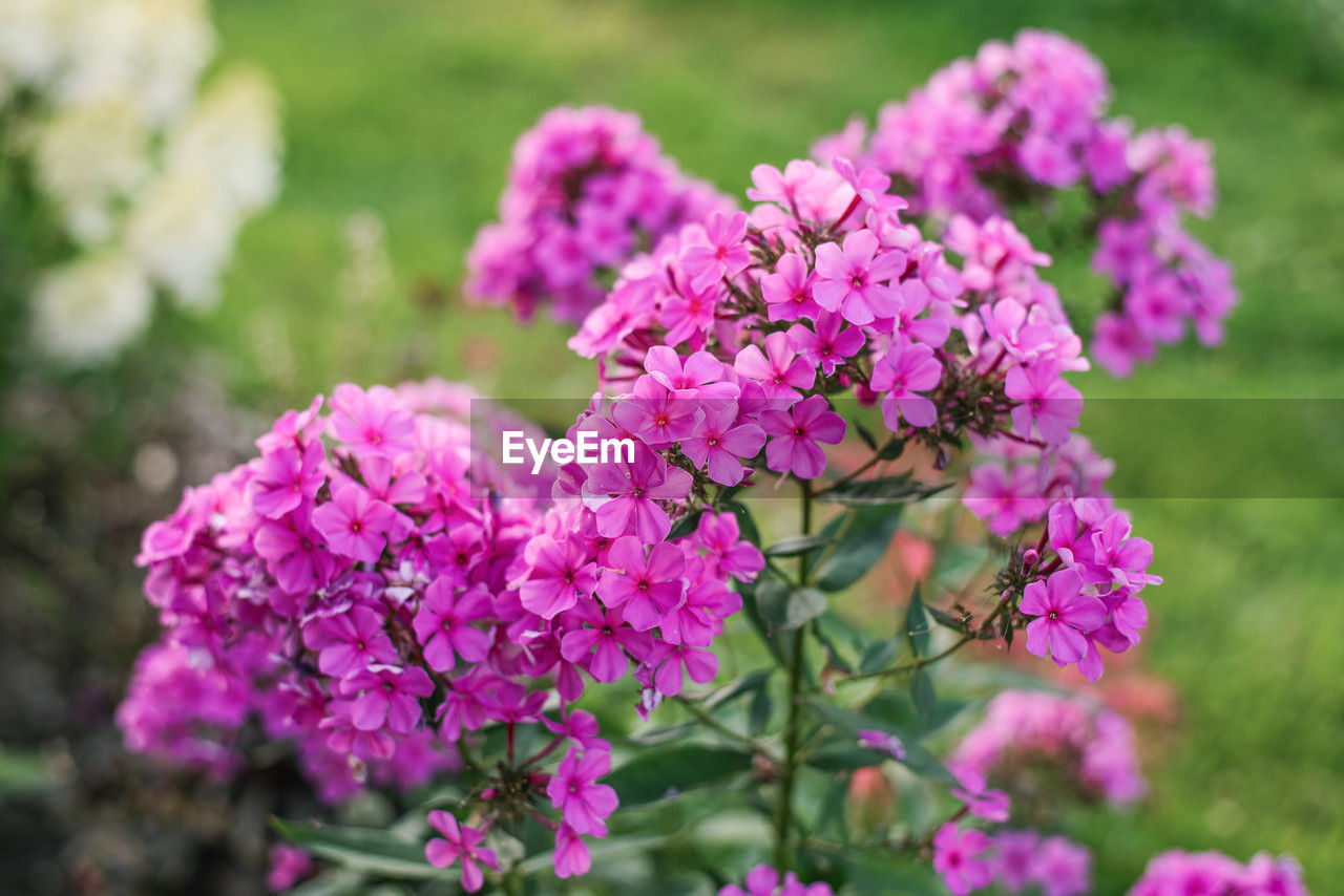 flower, flowering plant, plant, pink, freshness, beauty in nature, nature, fragility, lilac, blossom, close-up, purple, springtime, flower head, inflorescence, shrub, growth, no people, focus on foreground, petal, outdoors, selective focus, botany, day, wildflower, summer, garden, magenta, plant part