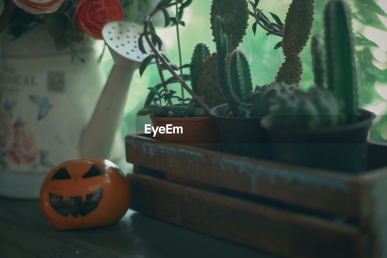 CLOSE-UP OF POTTED PLANT IN POT