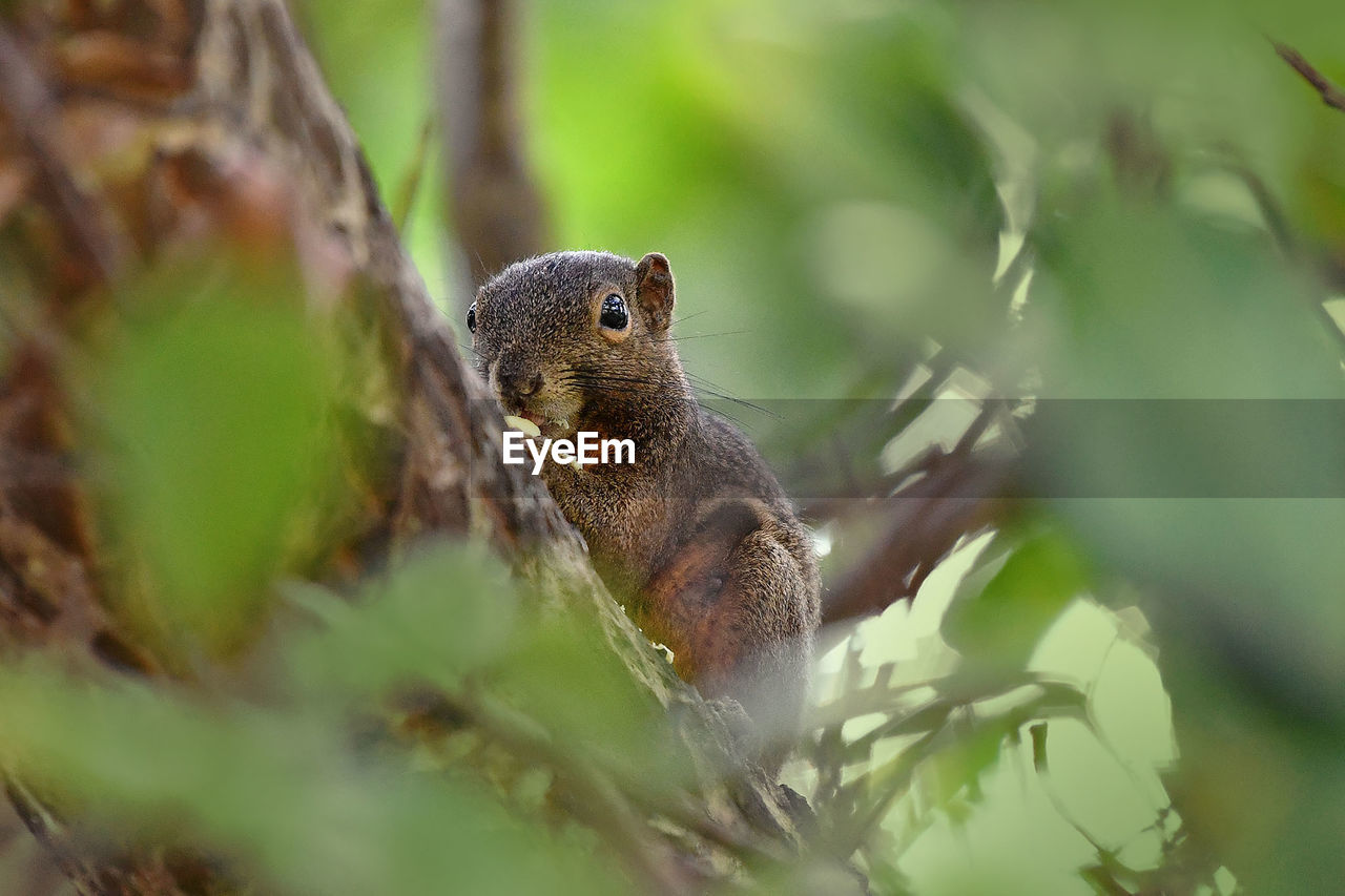 Cute squirrel on tree at forest