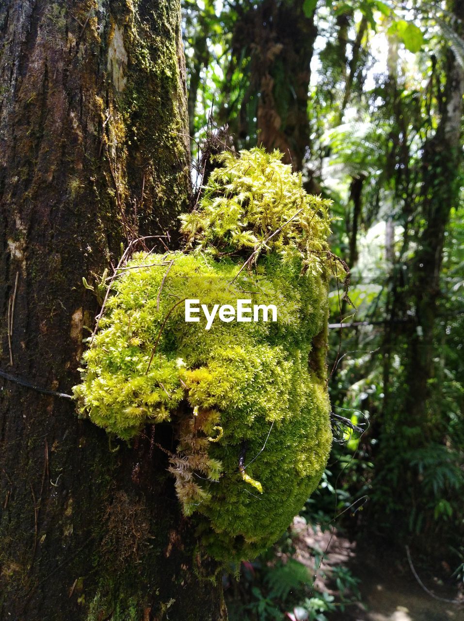 Close-up of moss growing on tree trunk