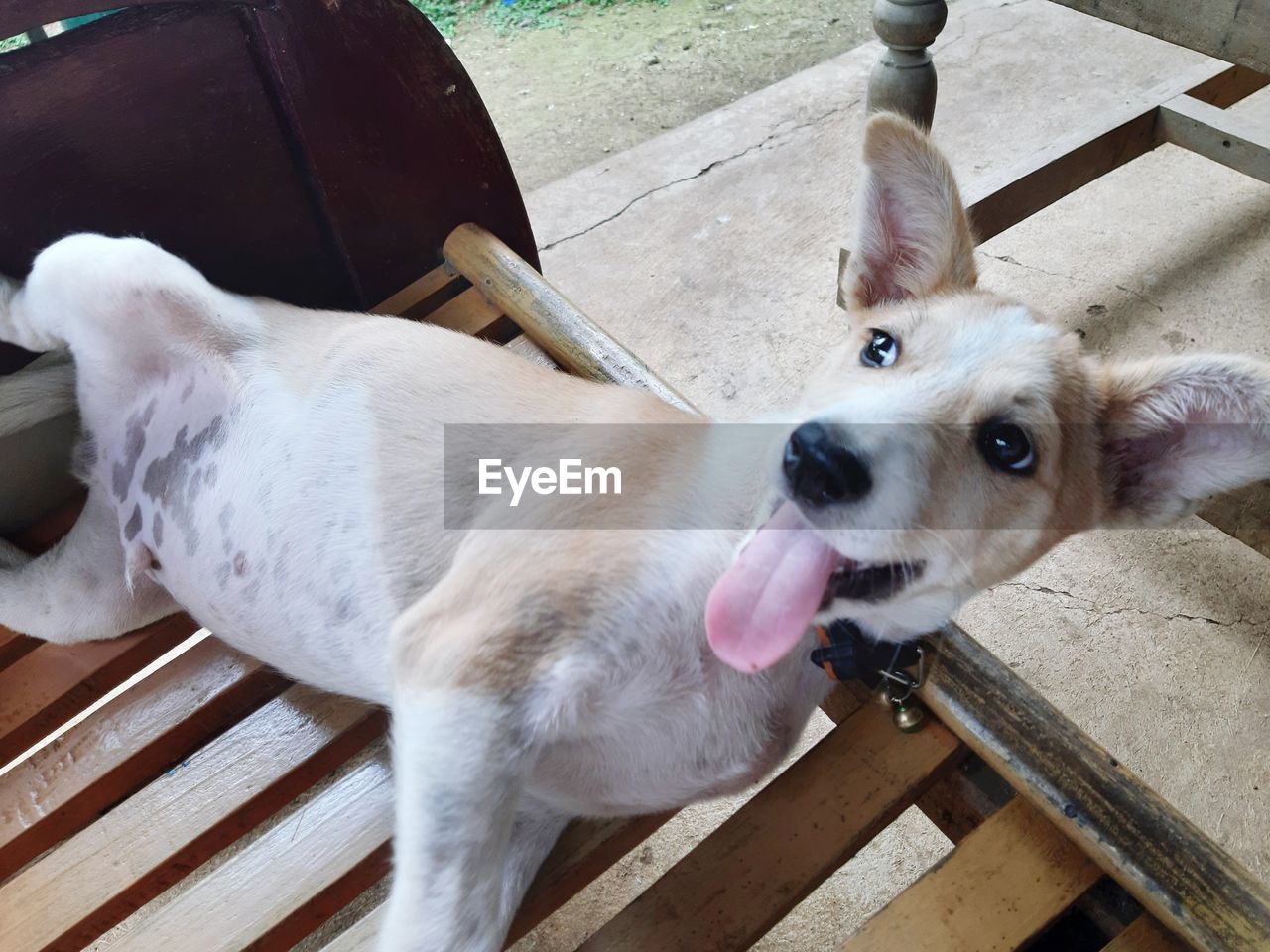 pet, mammal, animal themes, domestic animals, animal, one animal, dog, canine, high angle view, puppy, wood, no people, day, portrait, looking at camera, seat, relaxation, sticking out tongue, facial expression