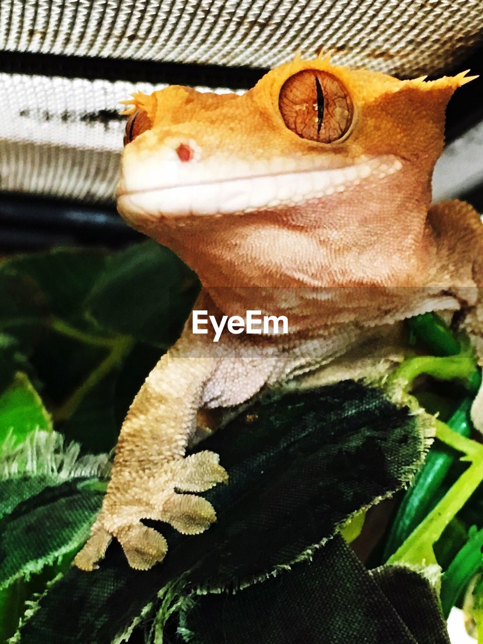 CLOSE-UP OF LIZARD ON LEAF IN KITCHEN