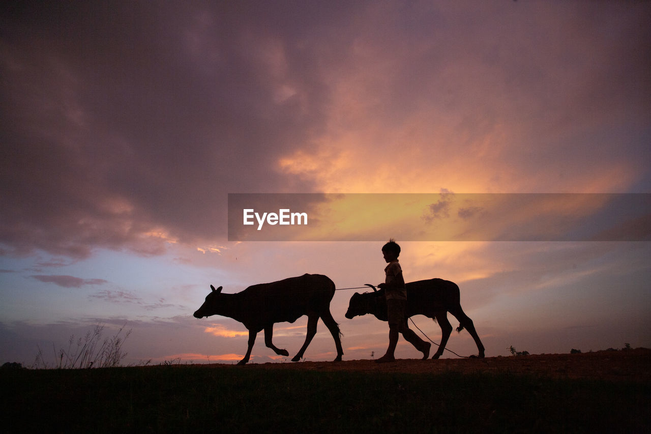 SILHOUETTE PEOPLE RIDING HORSE ON FIELD AGAINST SKY